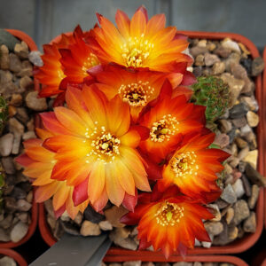 Weingartia tarabucoensis v. callecallensis