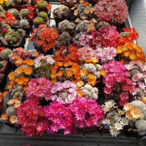 Cultivars
