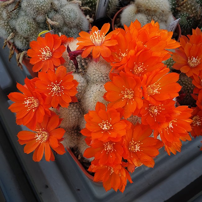 Aylostera albipilosa