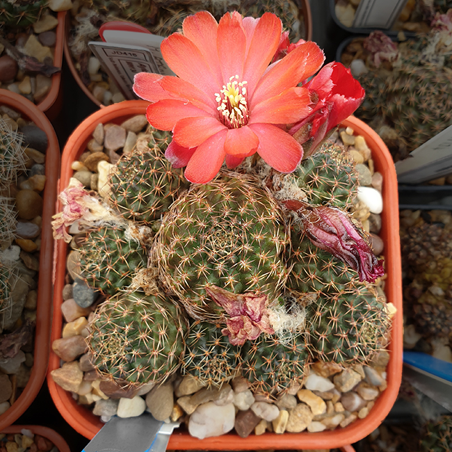 Aylostera atrovirens VJ022