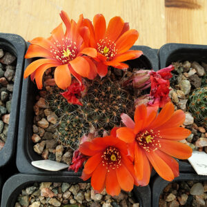 Aylostera atrovirens var. suquistacensis RH886a