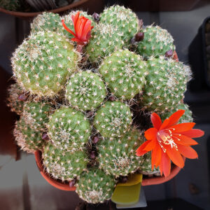 Aylostera cajasensis FR1141