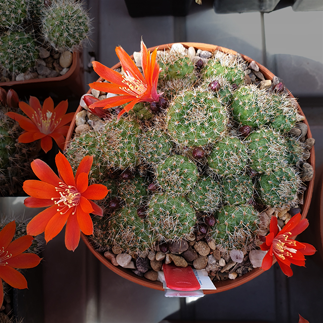 Aylostera cajasensis FR1141a