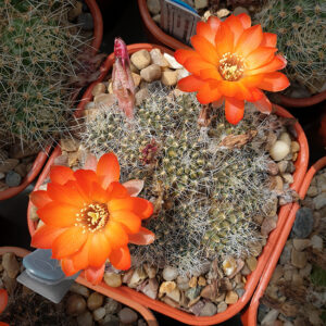 Aylostera cincinnata FR351