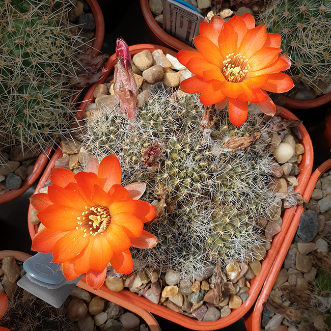 Aylostera cincinnata FR351