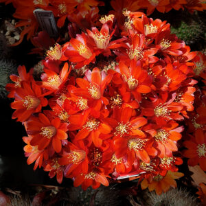 Aylostera deminuta