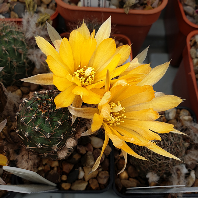 Aylostera einsteinii L476