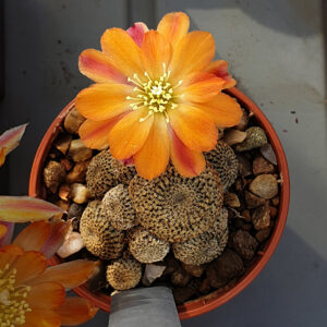 Aylostera heliosa KK844
