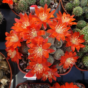 Aylostera heliosa ssp. cajasensis PM188
