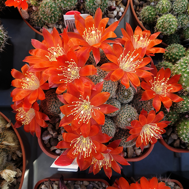 Aylostera heliosa ssp. cajasensis PM188