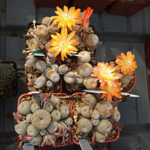 Aylostera heliosa ssp. heliosa