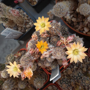 Aylostera knizei WR676a