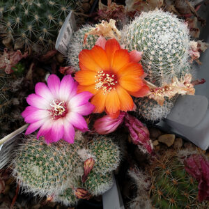 Aylostera "leopygmaea"
