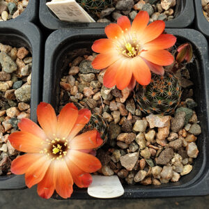 Aylostera orurensis FR339