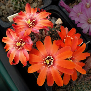 Aylostera steinmannii 242/88