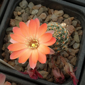 Aylostera ruberrina AVF38