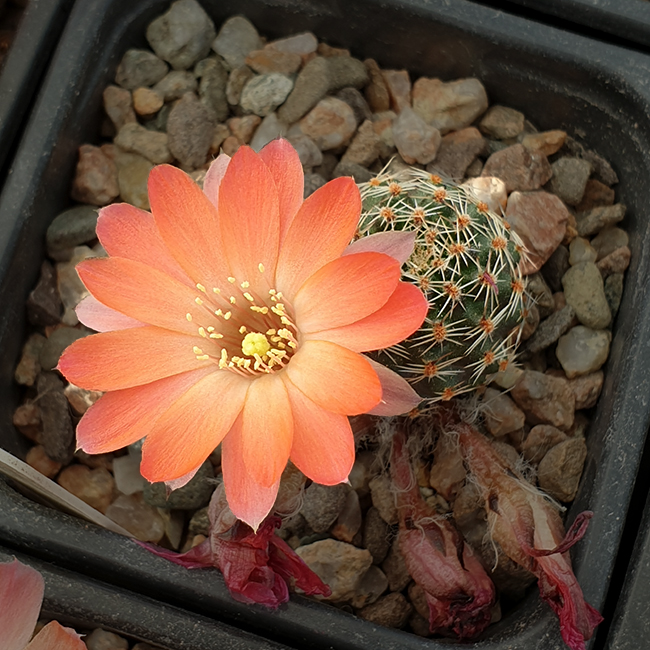 Aylostera ruberrina AVF38