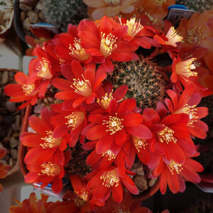 Aylostera pseudodeminuta FR760