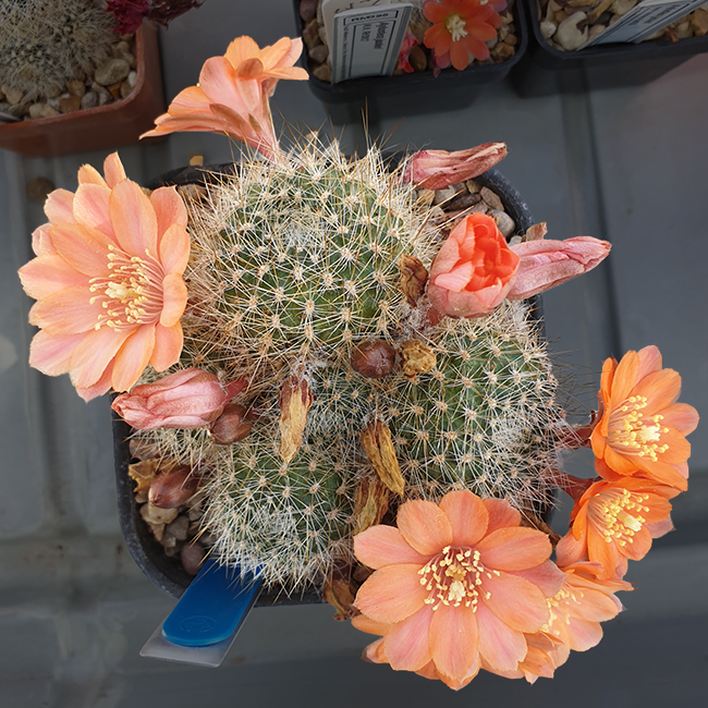 Aylostera buiningiana WR511