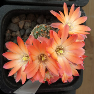Aylostera pygmaea AVF36