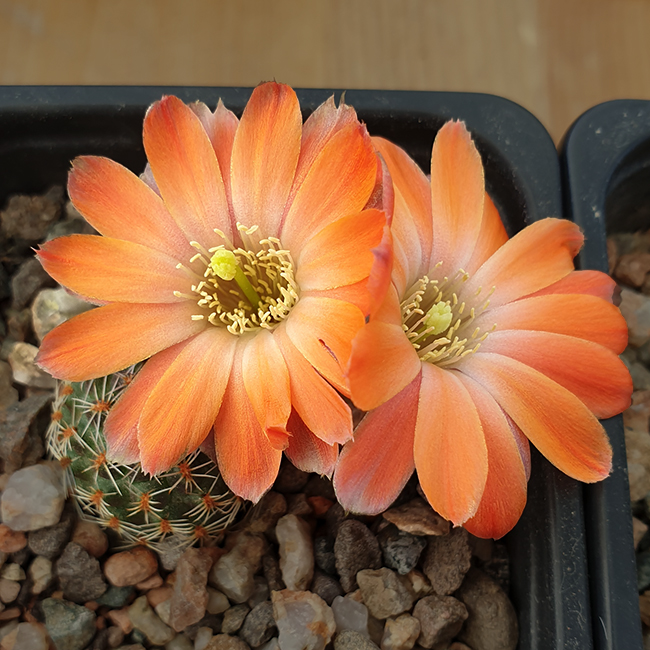 Aylostera pygmaea RH1346