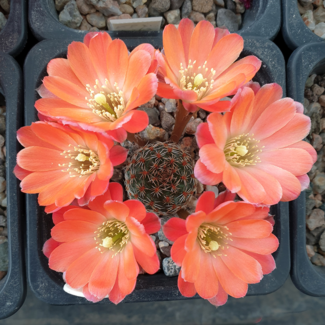 Aylostera pygmaea RH2059b