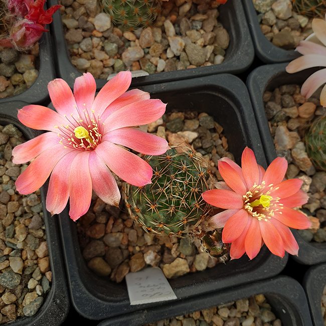Aylostera pygmaea RH2505b