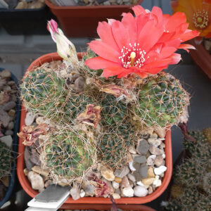 Aylostera raulii VJ9c