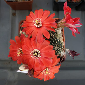 Aylostera schatzliana RH2082a