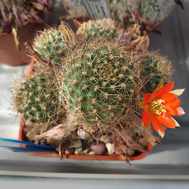 Aylostera sp. EH041