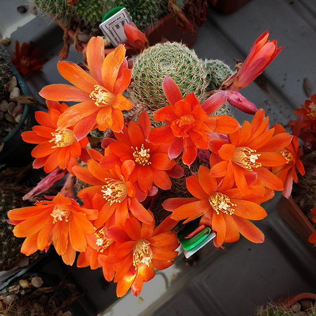 Aylostera sp. MN352