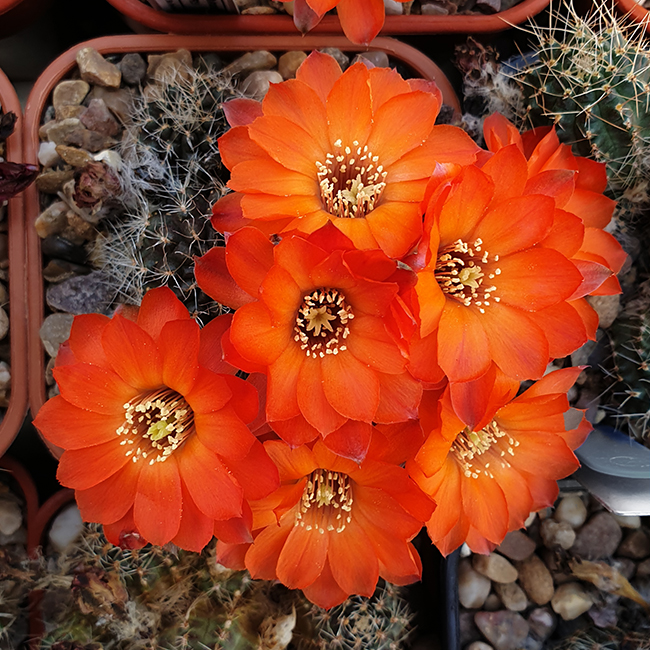 Aylostera steinmannii JO575