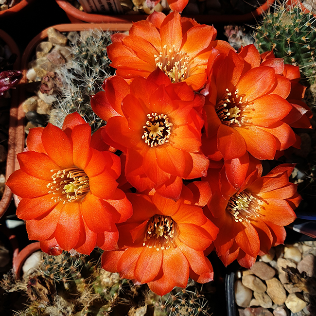 Aylostera steinmannii JO575