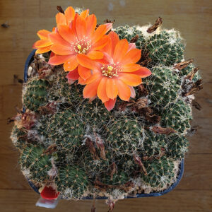 Aylostera steinmannii RH148
