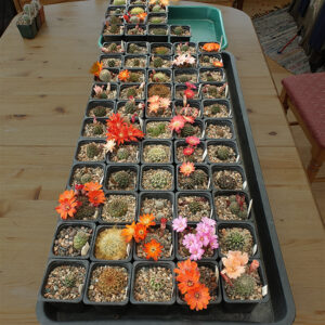 Allan Armitage plants