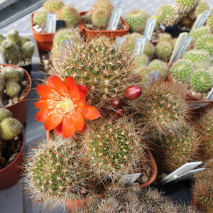 Aylostera kupperiana RH979