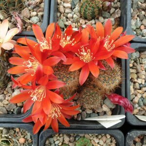 Rebutia padcayensis L413