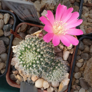 Rebutia xanthocarpa var. violaciflora