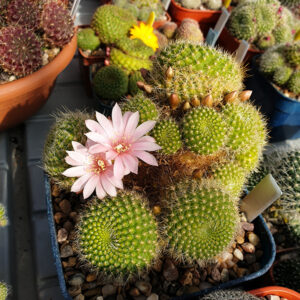 Rebutia kariusiana
