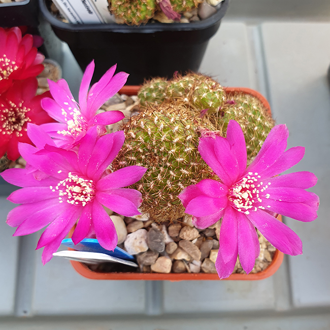 Weingartia insperata N.N. LH1806