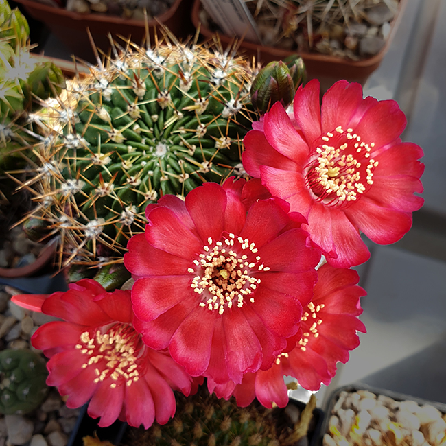 Weingartia jarmilae