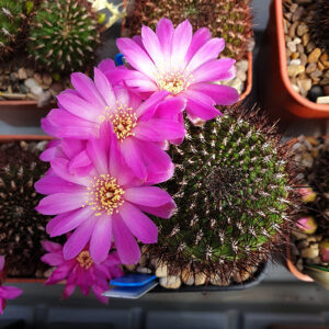 Weingartia mentosa KP35