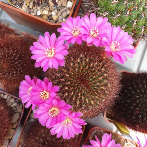 Weingartia mentosa var. swobodae HS27a