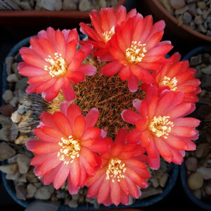 Weingartia tiraquensis var. electracantha WR187a