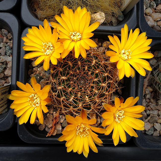 Weingartia arenacea var. candiae JO694