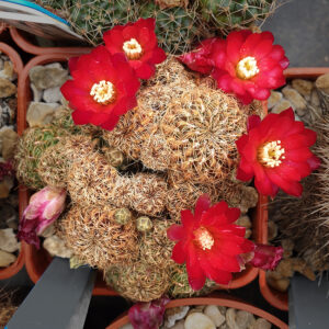 Weingartia markusii var. tintinensis HS57