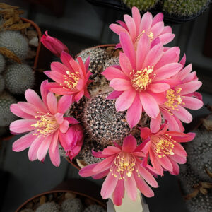 Rebutia c.v. "Maureen"