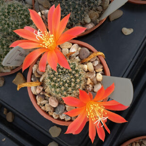 Rebutia c.v. "willet"