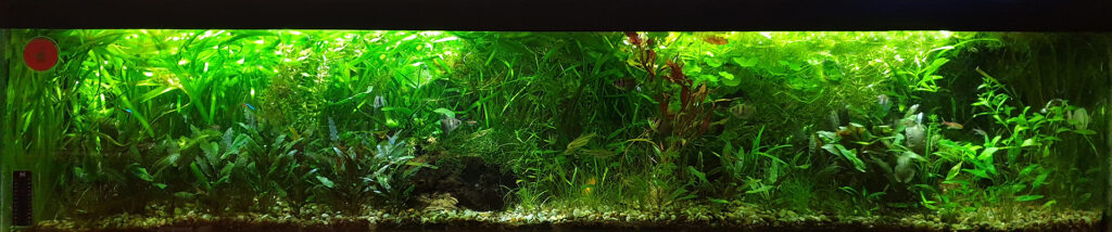aquarium