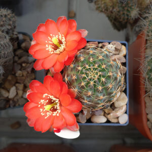 Aylostera ritteri RH1386 more typical red form